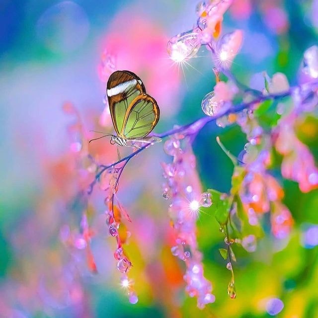 butterfly like dreams