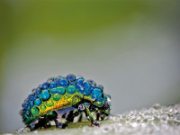colorful beetle