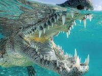 crocodile jaw in Cuba