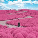 flower park in Ibaraki, Japan