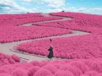 flower park in Ibaraki, Japan