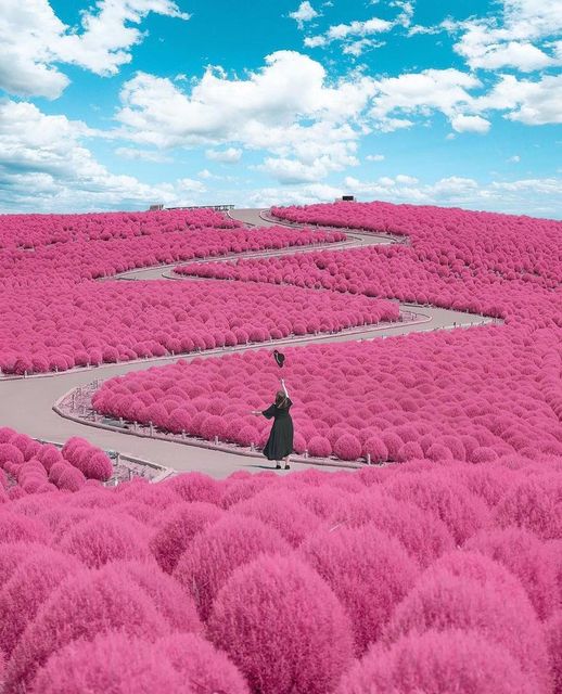 flower park in Ibaraki, Japan