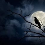 intelligence of the crow