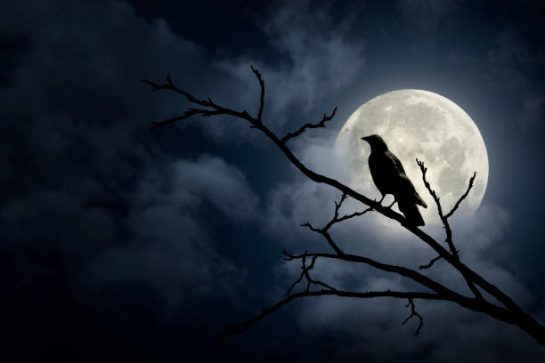 intelligence of the crow