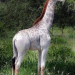 rare 'white' giraffe in Tarangire National Park in Tanzania