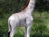 rare 'white' giraffe in Tarangire National Park in Tanzania