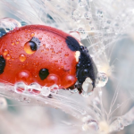 red lily beetle