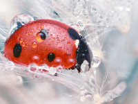 red lily beetle