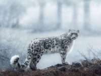 snow leopard