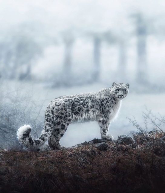 snow leopard
