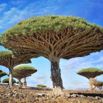 strange desert trees
