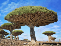 strange desert trees