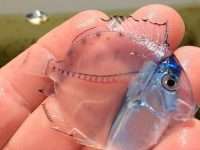 transparent fish, Mexico