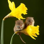 twin rats