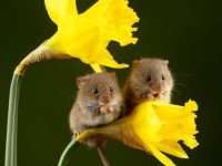 twin rats