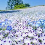 A flower blossoms for its own joy