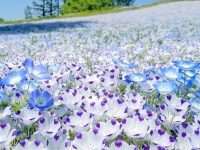 A flower blossoms for its own joy