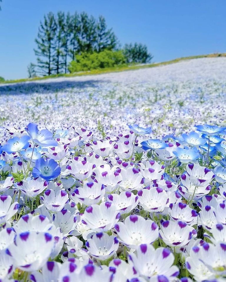 A flower blossoms for its own joy