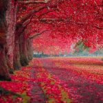 A flower garden in Paris, France