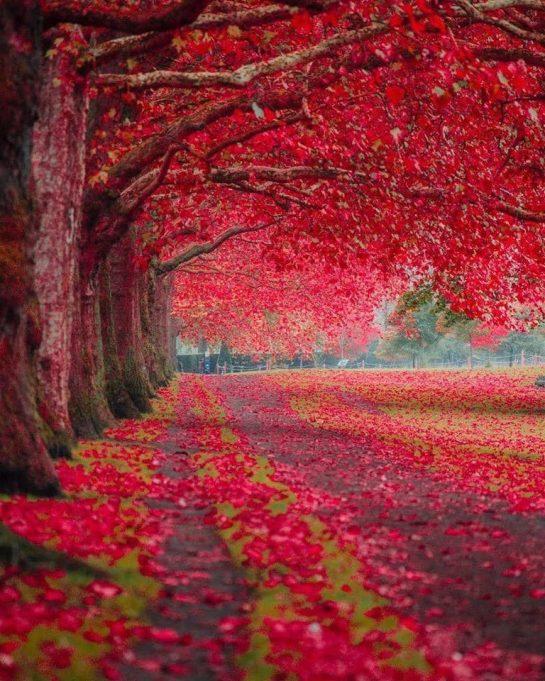 A flower garden in Paris, France