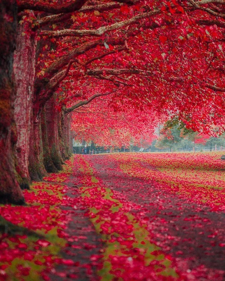 A flower garden in Paris, France