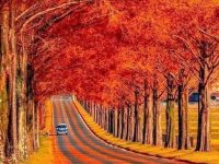 A tree tunnel in Japan