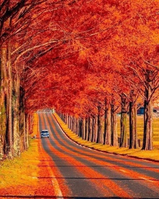 A tree tunnel in Japan
