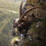 An alpine ibex relaxing on the edge of a cliff