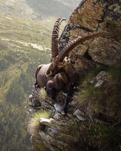 An alpine ibex relaxing on the edge of a cliff