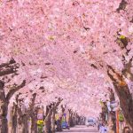 Beautiful sakura tunnel in Hokkaido, Japan