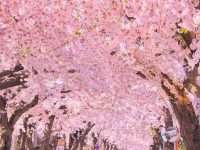 Beautiful sakura tunnel in Hokkaido, Japan