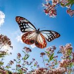 Butterflies are nature's angel, Osaka japan