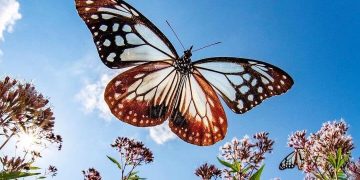 Butterflies are nature's angel, Osaka japan