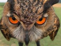 Eurasian Eagle Owl looking fierce