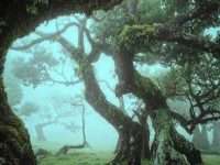 Foggy Norway