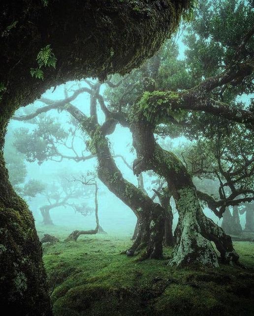 Foggy Norway