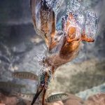Kingfisher's dive