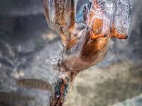 Kingfisher's dive