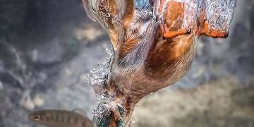 Kingfisher's dive
