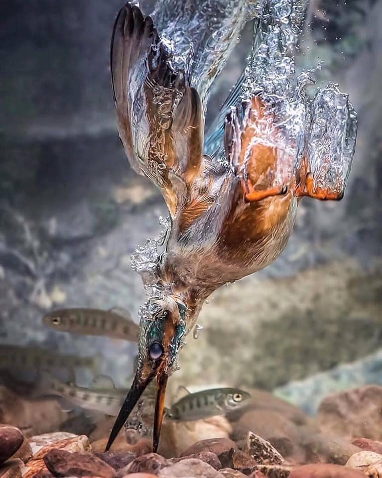 Kingfisher's dive