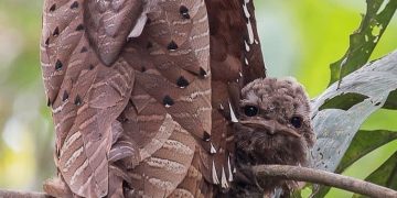 Malaysian Large Frogmouth