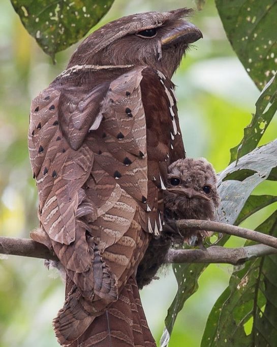 Malaysian Large Frogmouth