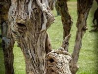 Mother horse and foal made of driftwood