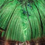 The Arashiyama Bamboo Grove, a natural forest in Kyoto, Japan.