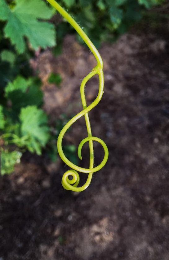 The earth has music