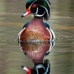 Wood Duck