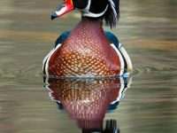 Wood Duck