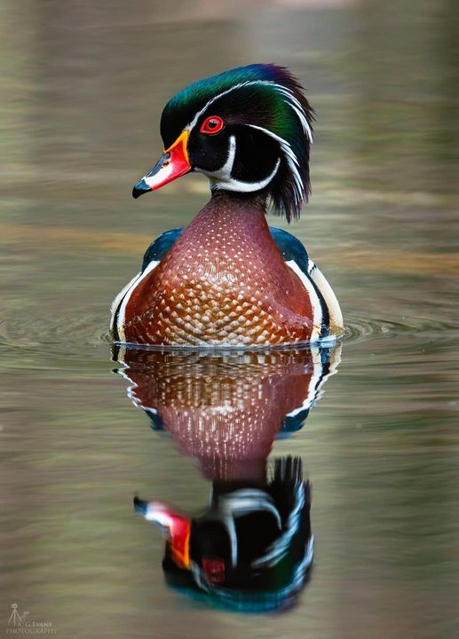 Wood Duck
