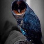 rare black owl