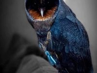 rare black owl